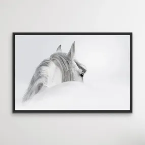 Andalusian Horse - Black and White Art Print  or Canvas Print