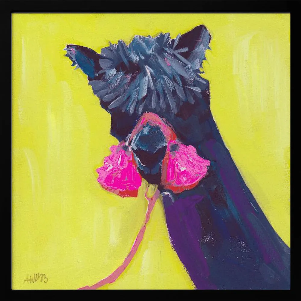 Black Alpaca - Square Stretched Canvas, Poster or Fine Art Print